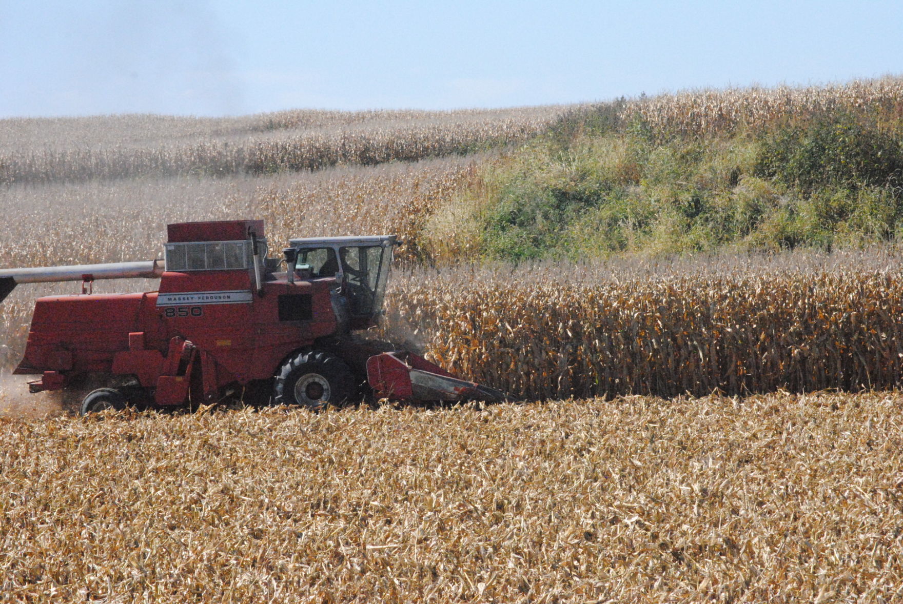 Harvesting the corn